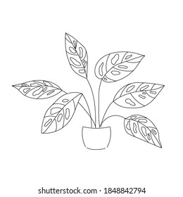 vector illustration monstera plant hand line contour on the white background
