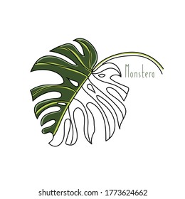 vector illustration monstera plant leaf hand line contour and color. Text on a white background