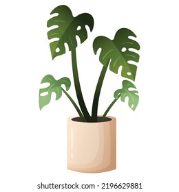 A vector illustration of monstera plant in a light beige pot