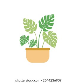 Vector illustration of a monstera plant in a pot in a flat style. Botanical project and suitable for home decoration.