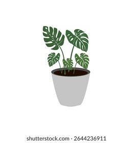 Vector illustration of a monstera plant in a pot in a flat style. Botanical project and suitable for home decoration.