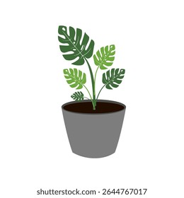 Vector illustration of a monstera plant in a pot in a flat style. Botanical project and suitable for home decoration.
