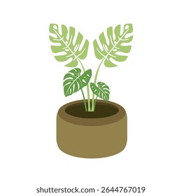 Vector illustration of a monstera plant in a pot in a flat style. Botanical project and suitable for home decoration.