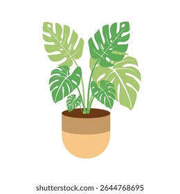Vector illustration of a monstera plant in a pot in a flat style. Botanical project and suitable for home decoration.