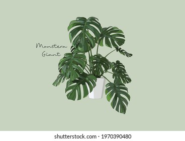 Vector Illustration of Monstera, Plants