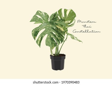 Vector Illustration of Monstera, Plants