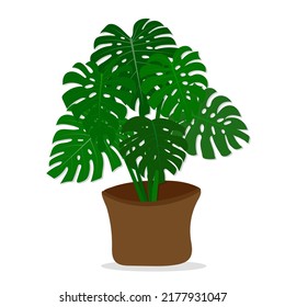 Vector Illustration of Monstera, Plants