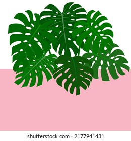 Ilustración vectorial de Monstera, plantas