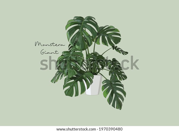 Vector Illustration of\
Monstera, Plants