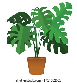 Vector illustration of Monstera tree in pot brown color.