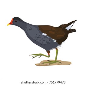 Vector illustration of a moorhen