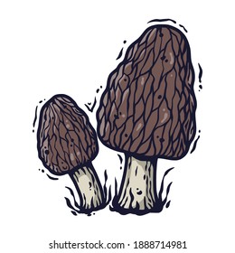 Vector illustration of morel. Autumn mushroom picking for vegan food and cooking design