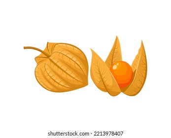 Vector illustration, morel berry or physalis fruit, isolated on white background.