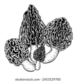 Vector illustration of morel mushroom bush in engraving style