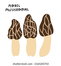 Vector illustration. Morel mushrooms. Hand drawn graphic design on white background.