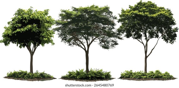 Vector illustration Moringa oleifera drumstick tree isolated, sunny daylight, street tree, tropical vegetation, medicinal herb tree, sustainable urban landscaping, garden plant cutout.