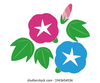 Vector illustration of morning glory.