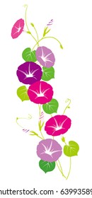 Vector illustration of morning glory