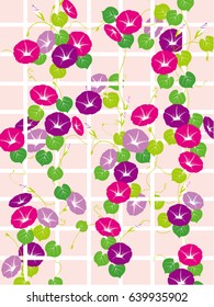 Vector illustration of morning glory