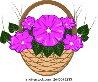 Ilustração vetorial de flores da glória da manhã com folhas isoladas no fundo branco.A Cesta maravilhosa com flores da glória da manhã roxa no estilo retro plano clássico para férias, cartões, loja de flores 