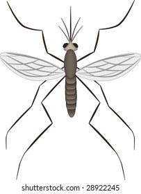 vector illustration of mosquito
