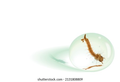 Vector illustration of mosquito larvae stage hang upside down in water drop,developed from mosquito eggs,wigglers,bubbles in clear water,realistic drops on white,Life cycle of mosquito larvae.