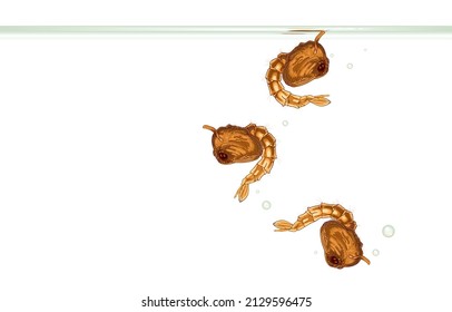 Vector illustration of mosquito pupa or tumblers before it develops into adult mosquito,fish food,air bubbles in clear water,Life cycle of mosquito pupa metamorphosis,waiting to emerge from surface.