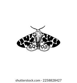 vector illustration of a moth insect