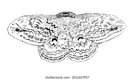 Vector illustration of moth isolated on white background