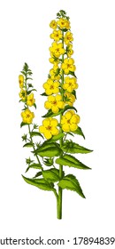 Vector illustration of moth mullein, plants with green stem and leaves of yellow flowers on a white background without shadow