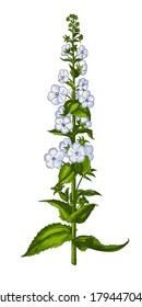 Vector illustration of moth mullein, plants with green stem and leaves of blue flowers on a white background without shadow