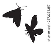 Vector Illustration of Moth Silhouette