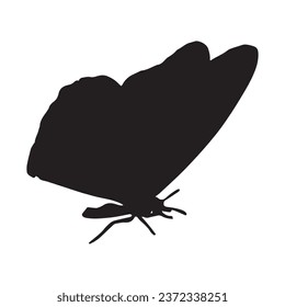 Vector Illustration of Moth Silhouette