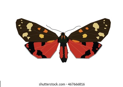 Vector illustration of moth - Zygaena