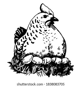 Vector illustration of a mother hen and eggs. Village household. Hand-drawing illustration.
