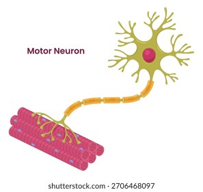  Vector illustration of a motor neuron
