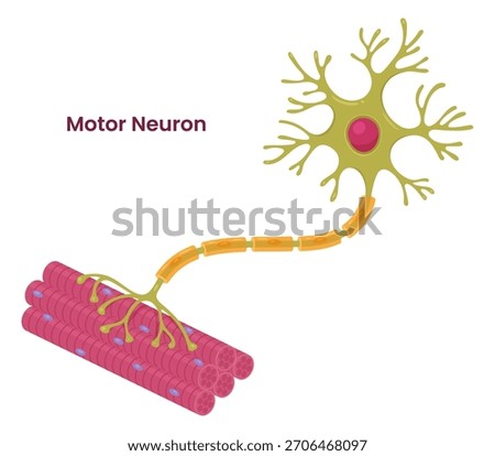  Vector illustration of a motor neuron