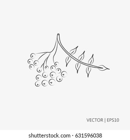Vector illustration. Mountain ash. Twig or rowan berry. Sketch. Drawing for children. Flat icon