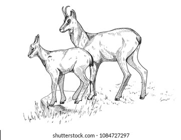 Vector illustration of a mountain goats mom and baby family on the rocks. Vintage engraving style.
