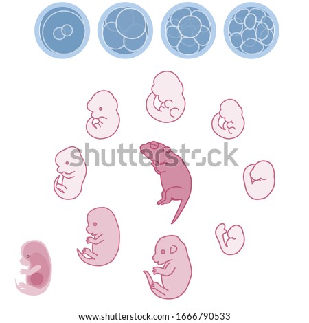 Vector illustration of mouse embryo and fetus growth process