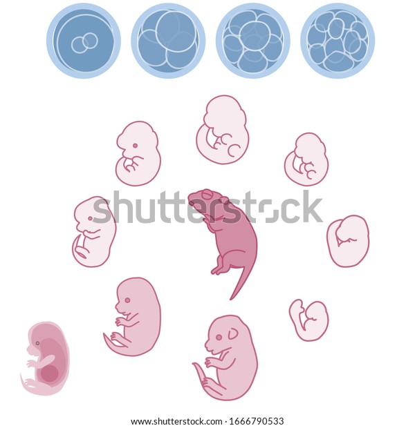 マウスの胚と胎児の成長過程のベクターイラスト のベクター画像素材 ロイヤリティフリー
