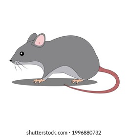 Vector illustration of a mouse on a white background.