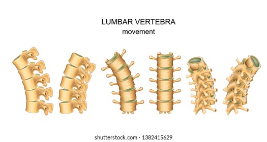 Vector Illustration Of Movement In Lumbar Vertebrae