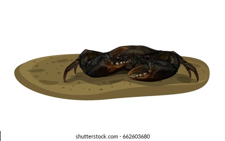 Vector Illustration : Mud Crab Scylla serrata on the muddy mangrove forest floor isolated on white background.