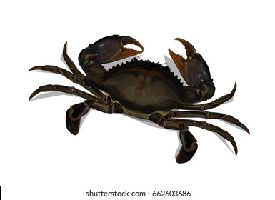 Vector Illustration : Mud Crab Scylla serrata isolated on white background.