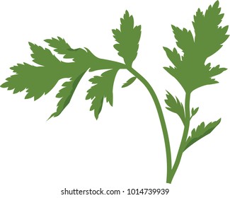 Vector Illustration Of Mugwort Or Wormwood