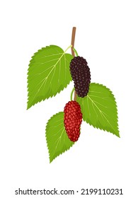 Ilustración vectorial, fruto de moras con hojas verdes, aislado en fondo blanco.