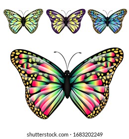 Vector illustration of multicolored rainbow colored butterflies the most beautiful types of flying insects