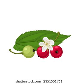 Vector illustration, Muntingia calabura,also called jamaican cherry, panama berry and strawberry tree, isolated on white background.
