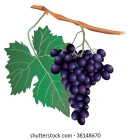 ilustración vectorial del grupo de uvas múscas